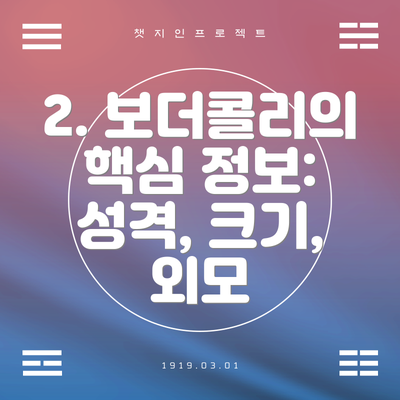 2. 보더콜리의 핵심 정보: 성격, 크기, 외모