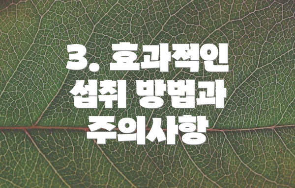 3. 효과적인 섭취 방법과 주의사항